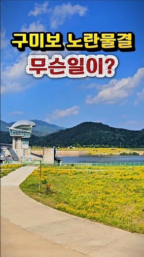 구미보 역대급 황금빛 꽃길, 푸른 낙동강과 노란 금계국을 보면서 산책 여행 구미 가볼만한곳