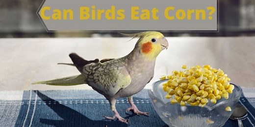 Can Birds Eat Corn? (Toxic or Safe?)