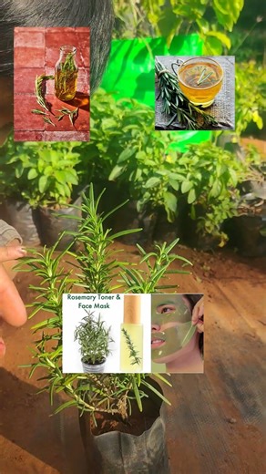 30 rs ரோஸ்மேரி செடிகள் அனைத்து விதமான பயன்களும் உங்களுக்கு கிடைக்கும்#ரோஸ்மேரி#liveplant#rosemarry