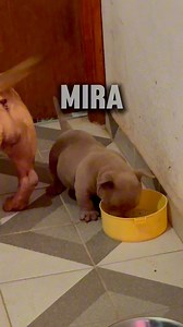 #puppy #dog #exoticbully | American Bully & Exotic Universe