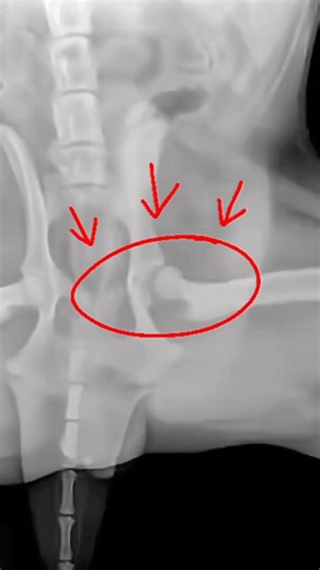 How Vets Test Suspicious Hips #goodtoknow #ortolanitest #vet #medicine #educational #funfacts
