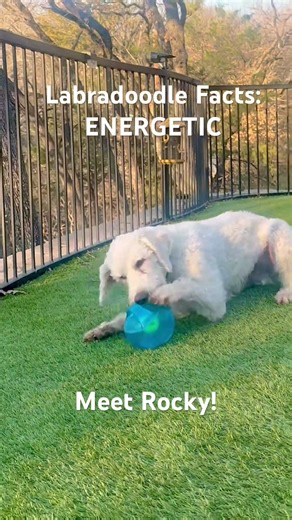 Labradoodle Share - No. 1 #labradoodles #dogshorts #doodle #cute #dog #doglife #doodledogs #dogfacts