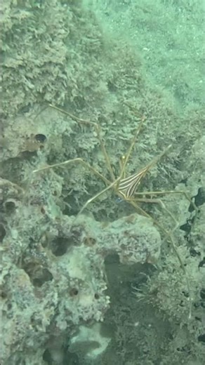 RARE SIGHTING - ARROW CRAB & its Spider Legs Gripping Coral 🦀🕷️🌊