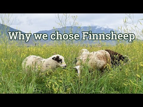 Why we chose Finnsheep