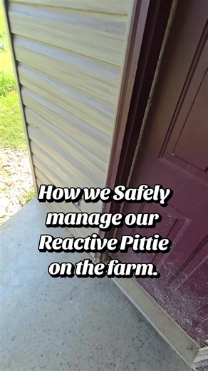 never a dull moment here. having a prey reactivendog on the farm isn't always easy, but we make it work.. for everyone's safety. #reactivedog #highpreydrive #safetyfirst #farmlife #missouri