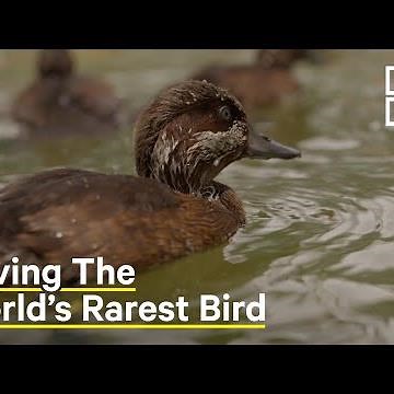 Rare Pochard Duck Saved From Extinction