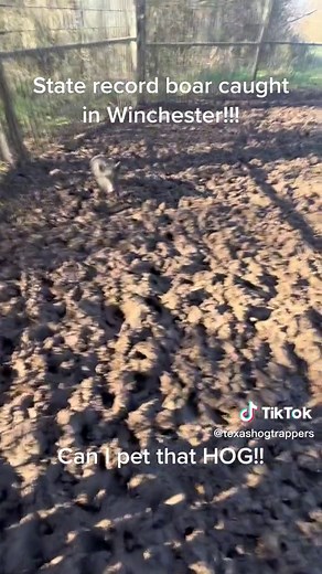 #texashogtrappers #hogtrapping #countryshit #trapperlife #fayettecounty #winchestertx
