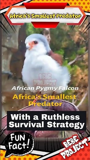 African Pygmy Falcon | Africa’s Smallest Predator With a Ruthless Survival Strategy