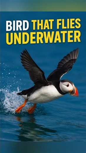 🐧This Bird Flies Underwater 🐟😱