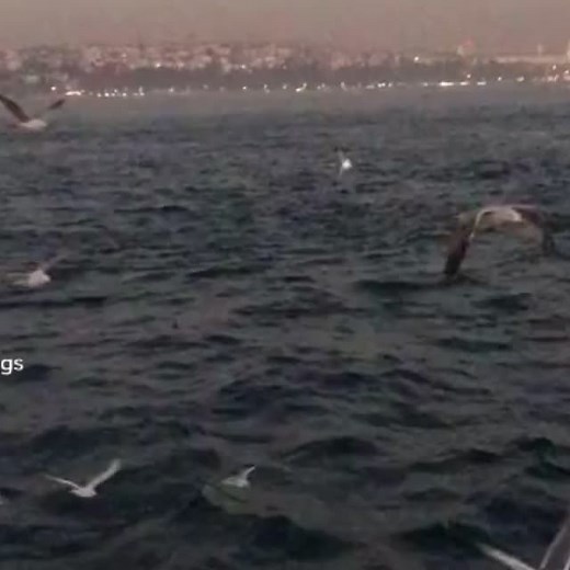 Breathtaking Seagulls Soaring Over Urban Waterscape