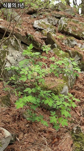 딱총나무 #Sambucus williamsii Hance #산분꽃나무과 #딱총나무속 #자생식물 #식물분류기사