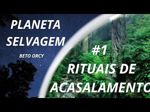 RITUAIS DE ACASALAMENTO NO MUNDO ANIMAL