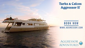 Dive into the crystal-clear waters of Turks & Caicos with Aggressor Liveaboards! Experience vibrant coral walls, majestic nurse sharks, turtles, and eagle rays. Enjoy up to 27 dives, including night dives, on a 7-night adventure. Dive deep, relax, and make unforgettable memories aboard the Turks & Caicos Aggressor II! Learn more about the adventure at the link below. https://www.aggressor.com/destination/Turks-Caicos #Scuba #AggressorAdventures #Diving #TurksAndCaicos #UnderwaterWonderland | Agg