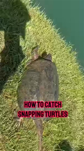 How To Catch Snapping Turtles In YOUR Pond!! #shorts #fishing | Markus Cohen
