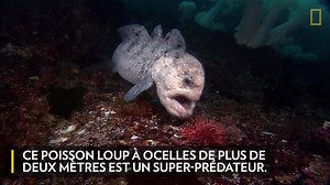 Le poisson loup à ocelles fait partie des plus téméraires prédateurs marins... et des pères les plus attentionnés. | Nat Geo Wild France