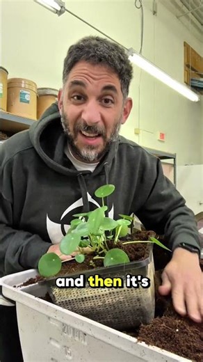 Chinese Money Plant Propagation - Flood & Drain Aquaponics 💰🪴🐠