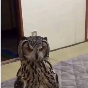 Owl 😐 | Tony Baker