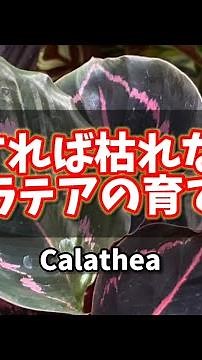 【縦動画】こうすれば枯れない！カラテアの育て方 #plants #観葉植物 #houseplants #カラテア