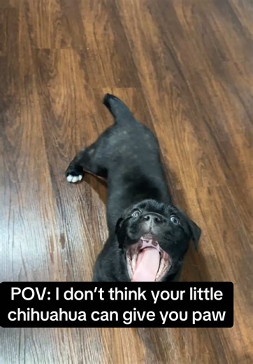 Cane Corso vs. Chihuahua: A Playful Comparison