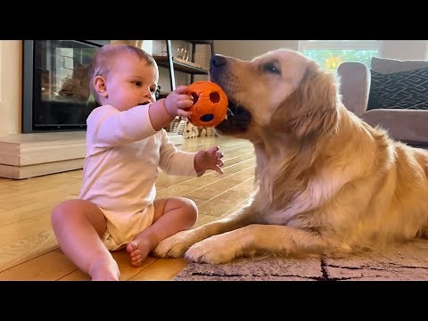 Adorable Baby Boy Plays Ball With Golden Retriever! (Cutest Ever!!)