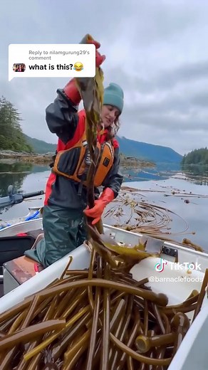 Alaskan Bull Kelp Harvesting Process Explained