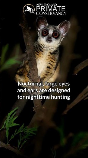 Northern Lesser Galagos in 34 seconds