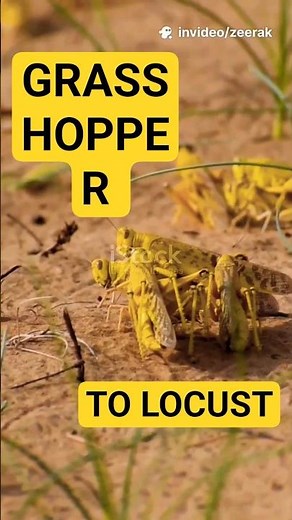 Grasshopper to Locust:Nature's Transformation!🌿 #grasshopper #locust #wildlife #ecosystem #shorts