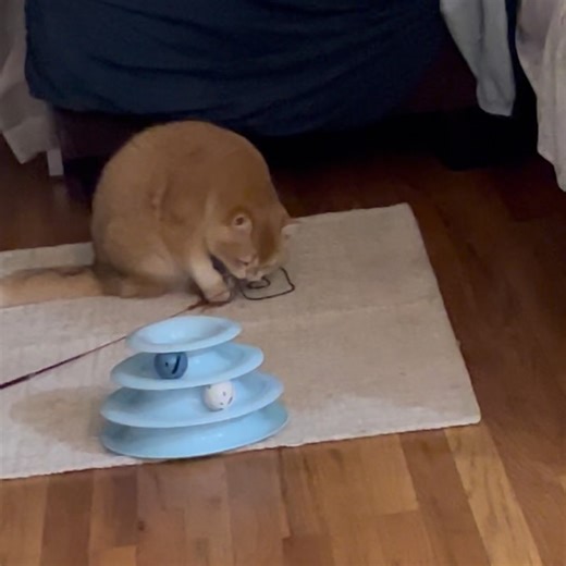 Mao Mao on Instagram: "new feather string toy review rating: 1000/10 tiredness: 10/10 fun: 10/10 attachment: 10/10"