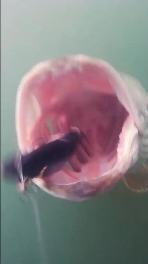 120+ cm pike caught on underwater camera #pike #fishing #underwater
