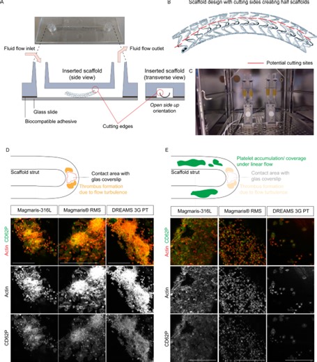A novel stent flow chamber system demonstrates reduced thrombogenicity of bioresorbable magnesium scaffolds - Scientific Reports