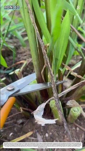 Lemongrass Pruning: How Garden Shears Transform Dense Clumps into Healthier Growth