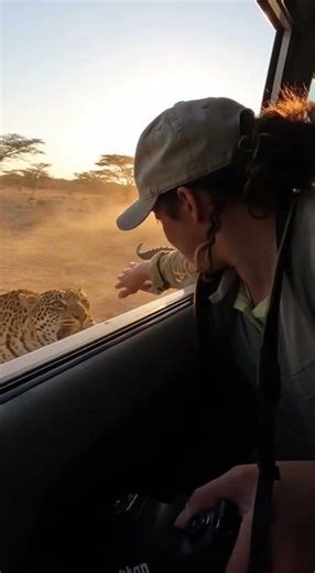 Springbok Escapes Leopard by Jumping Into Safari Vehicle | Ultra-Real Botswana Wildlife Moment