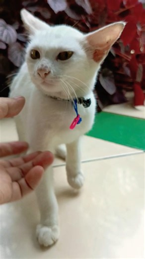 Cubit 💙 #alakampunk #cat #pets #kucing #animals #petlover #funny #kitten #shorts