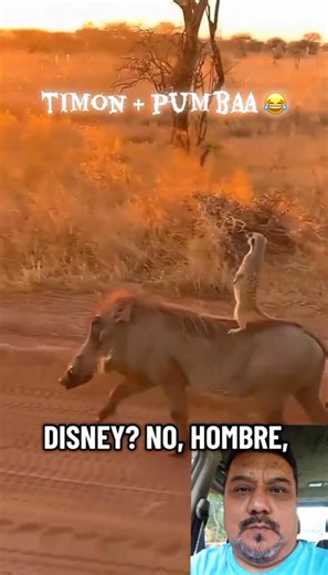 Timón y Pumba son reales y andan caminando por el mundo en busca de aventuras. Hakuna matata, hay que vivir. #ivartbarrientos #Bolivia #LATAM | Ivart Barrientos