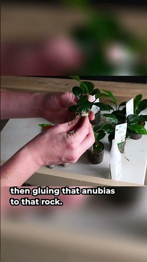 This glue trick makes aquarium plants stick (and stay alive) #aquarium #plantcare #hackvideo