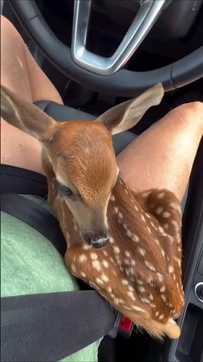 A Baby Deer Raised by Golden Retrievers 🥺 An Unbreakable Bond #shorts
