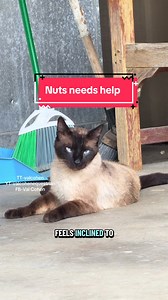 Stray Siamese Cat 'Nuts' Needs Vet Care