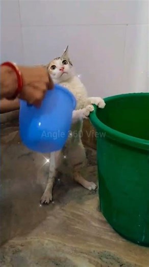 Cat Bath at Bouquet 😹💐 | Cutest Chaos Ever
