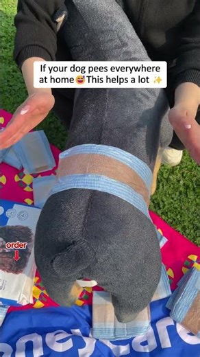 Why does my dog keep peeing everywhere — is he just being naughty?