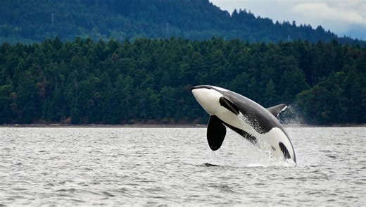 CDL Driver/Guide - Alaska Travel Adventures - Apr 10, 2026