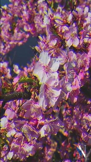 Plum Blossom | China's National Flower