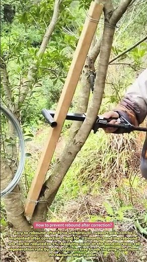 Techniques for correcting tree trunks without damaging trees #practical #skills #clever #wonder
