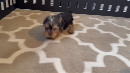 Yorkshire Terrier - Yorkie puppy for sale