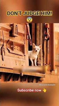 😨 Everyone Mocked This Dog... Until They Learned the Truth🐕 #movieclips#motivation#viral #shorts