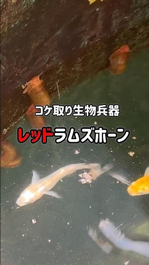 レッドラムズホーン・水槽に生えたコケを食べてくれる生物兵器
