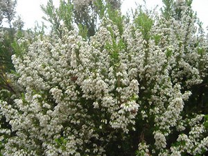 Erica arborea - Alchetron, The Free Social Encyclopedia