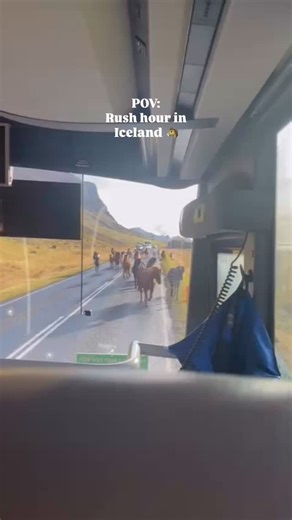 Traffic in Iceland is on another level 🤩 Forget bumper-to-bumper cars 🚘 Here, you’re sharing the road with Iceland’s charming horses making their daily commute 🐴 The only delay we’re happy to sit through! Would you swap your commute for this? 👇 📱 Taken by teammate Karen | Nordic Visitor