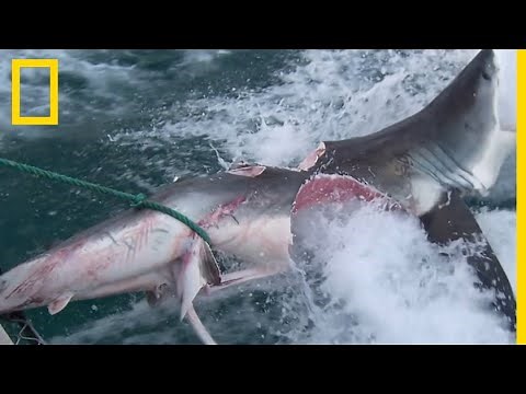 Chez le requin, le cannibalisme est plus courant qu'on ne le pense