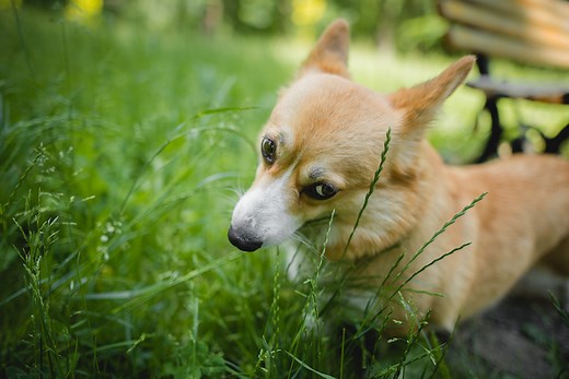 Why Does My Dog Eat Grass?