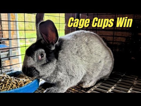 Here’s Why I Prefer Cage Cups for Feeding and Watering Meat Rabbits